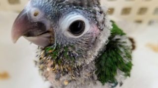 ウロコインコの体重変化|挿し餌から一人餌までの記録