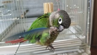 インコ芸の教え方