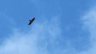 長崎佐世保・烏帽子岳で鷹の渡り観察ガイド｜持ち物・時間帯・現地レポート