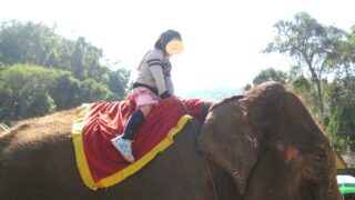 シーサンパンナは危険？子連れで行った西双版納原始森林公園と野象谷の体験記